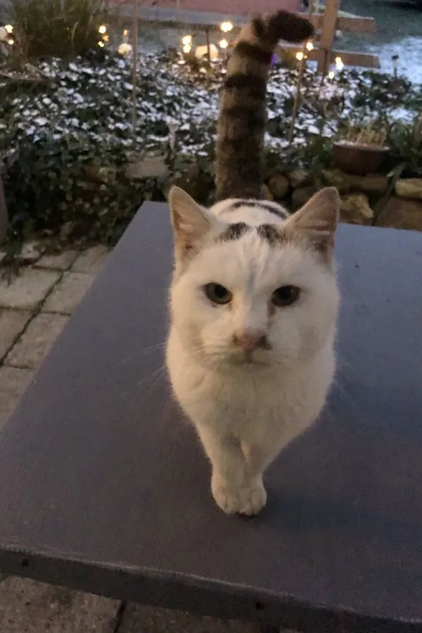 Znaleziono kota, Ostroróg, 25 grudnia 2021