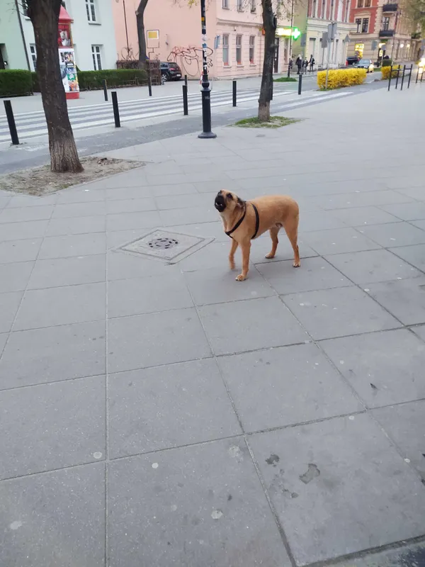 Znaleziono psa, Toruń, 24 kwietnia 2022