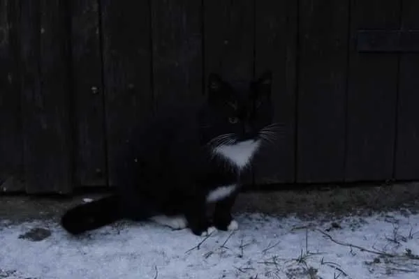 Zaginął kot, Czarna Woda, 24 grudnia 2021