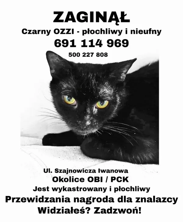 Zaginął kot, Częstochowa, 25 maja 2022 (1/5)
