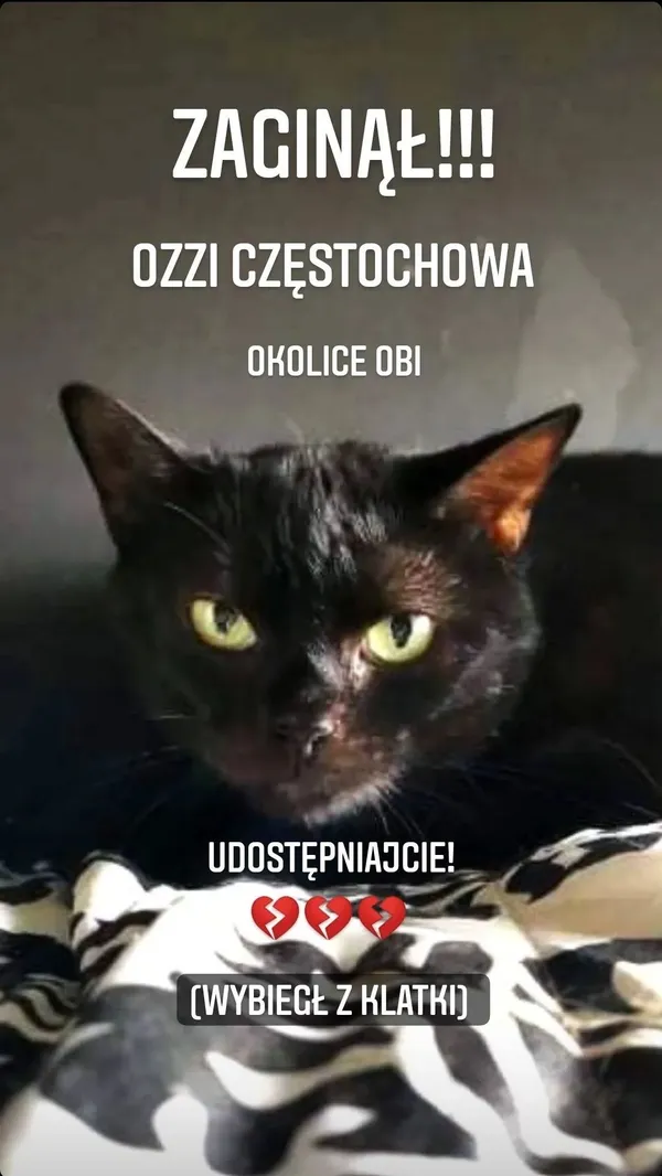 Zaginął kot, Częstochowa, 25 maja 2022 (2/5)