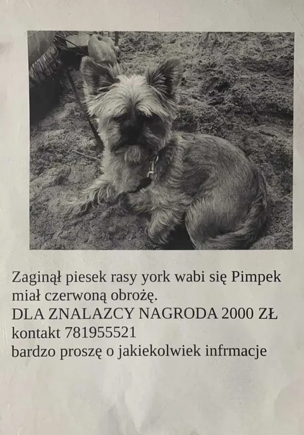 Zaginął pies, Łąg, 27 lutego 2022 (1/2)