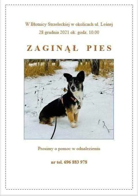 Zaginął pies, Antoniów, 4 stycznia 2022 (1/3)