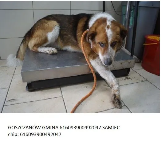 Zaginął pies, Goszczanów, 12 sierpnia 2015 (6/8)