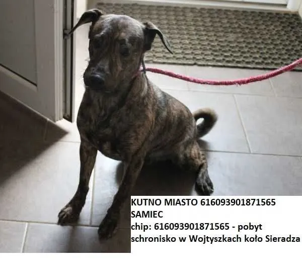 Zaginął pies, Kutno, 24 października 2015 (1/8)