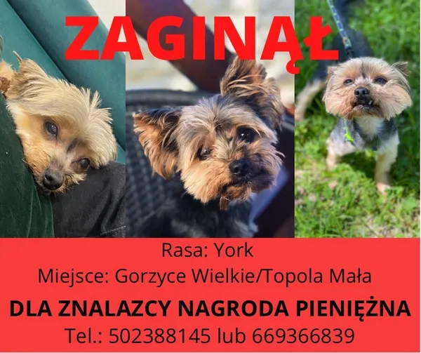 Zaginął pies, Ostrów Wielkopolski, 3 stycznia 2022 (1/4)