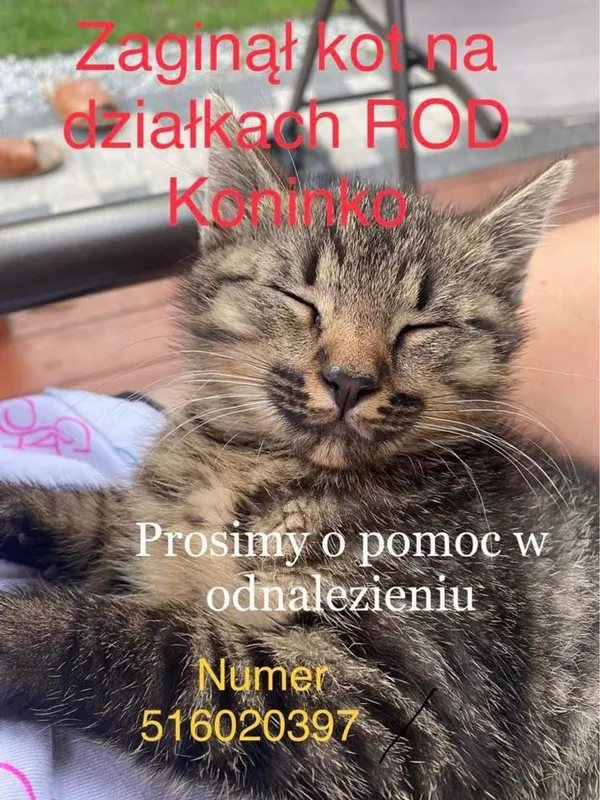 Zaginął kot, Koninko, 2 czerwca 2022 (1/4)