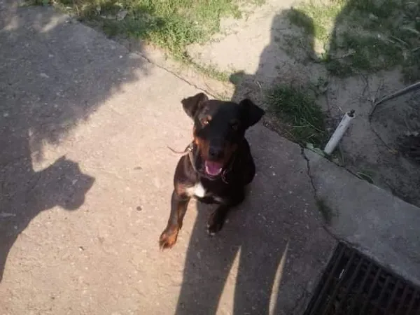 Zaginął pies, Węgorzynko, 4 grudnia 2016 (1/7)