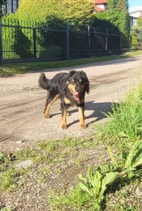 Znaleziono psa, Charzykowy, 22 czerwca 2022
