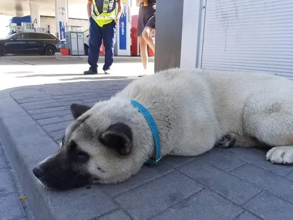 Znaleziono psa, Torzym, 18 czerwca 2022