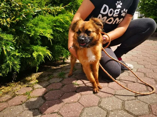 Znaleziono psa, Toruń, 21 czerwca 2022