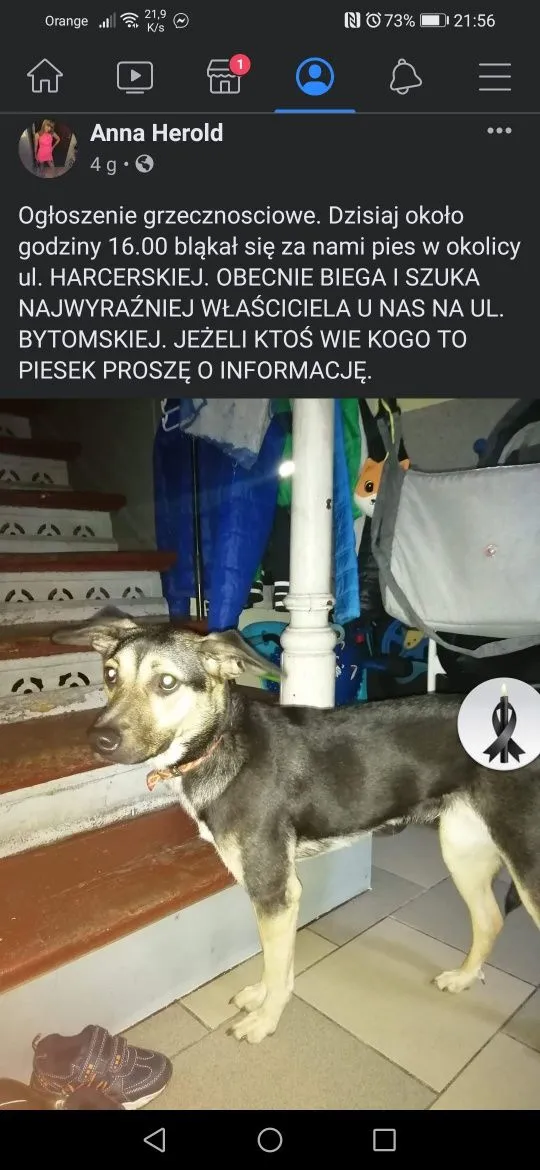 Znaleziono psa, województwo śląskie, 18 czerwca 2022 (5/8)