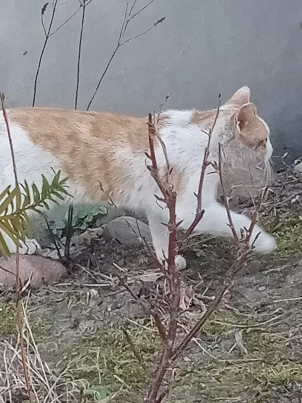 Znaleziono kota, Tomaszów Mazowiecki, 13 marca 2022 (6/8)