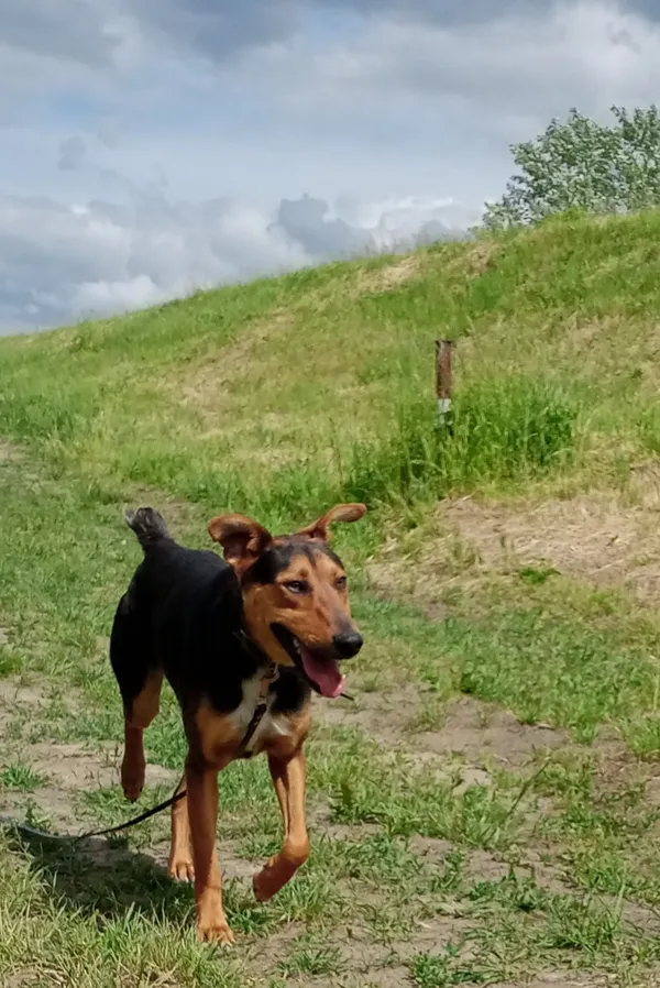 Znaleziono psa, Sandomierz, 12 czerwca 2022 (1/3)