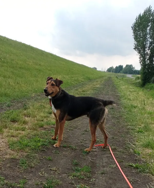 Znaleziono psa, Sandomierz, 12 czerwca 2022 (2/3)