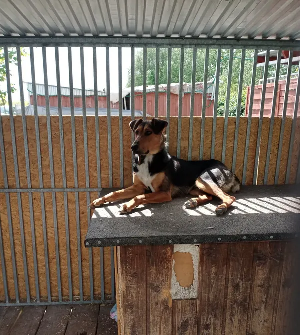 Znaleziono psa, Sandomierz, 12 czerwca 2022 (3/3)