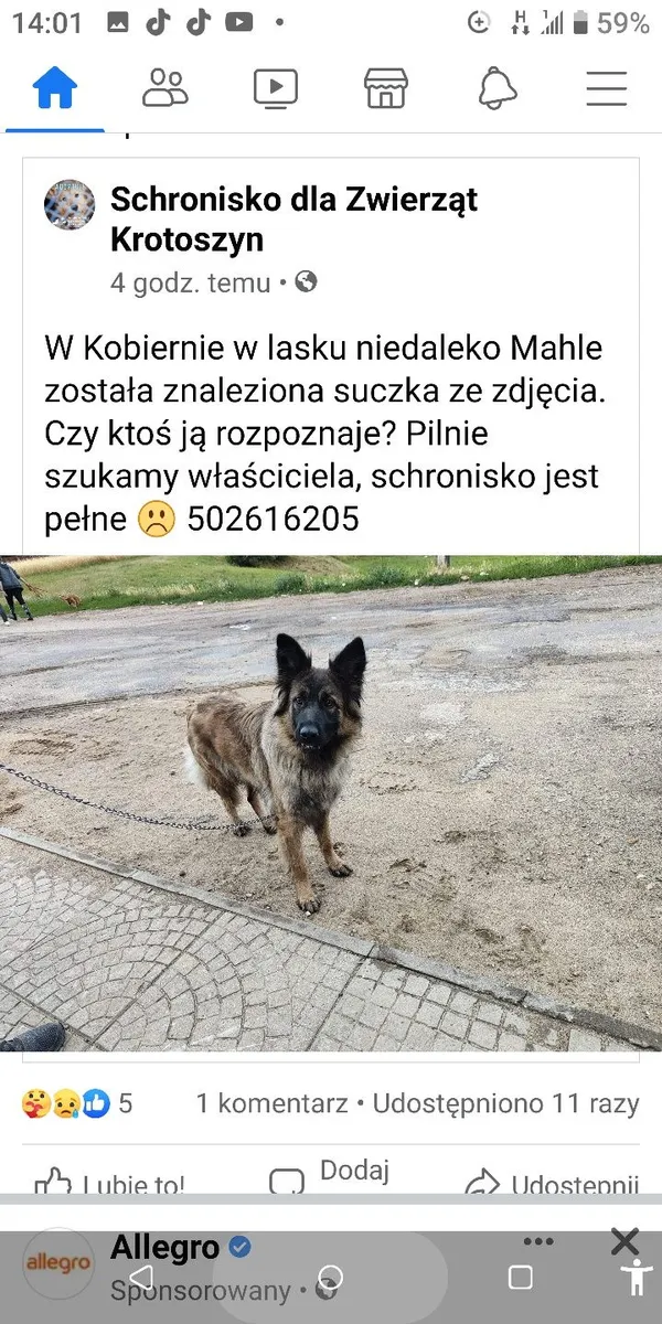 Znaleziono psa, Kobierno, 11 lipca 2022 (2/2)