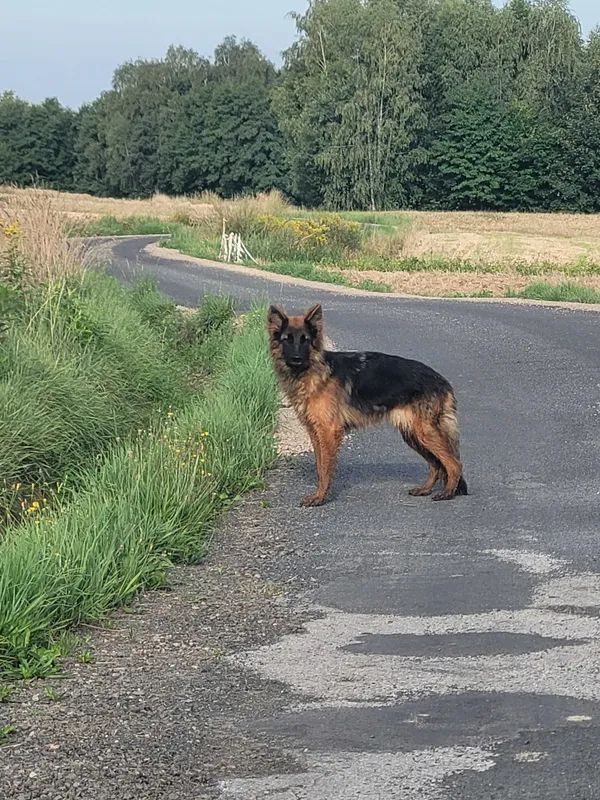 Znaleziono psa, Wadowice, 12 sierpnia 2022 (1/2)