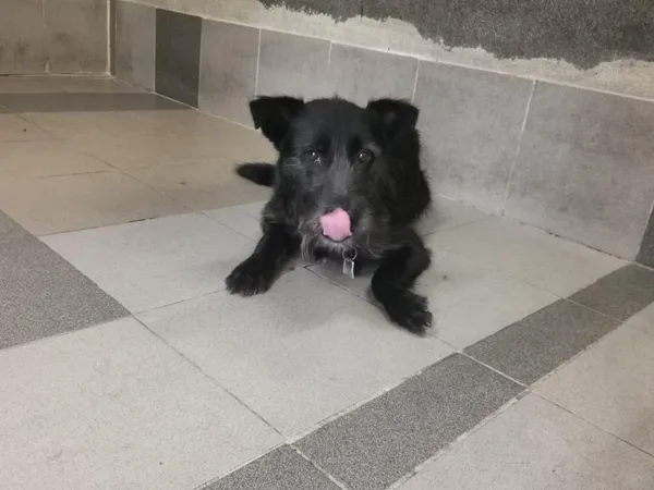 Znaleziono psa, Toruń, 22 sierpnia 2022