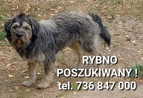 Zaginął pies, Rybno, 31 sierpnia 2022