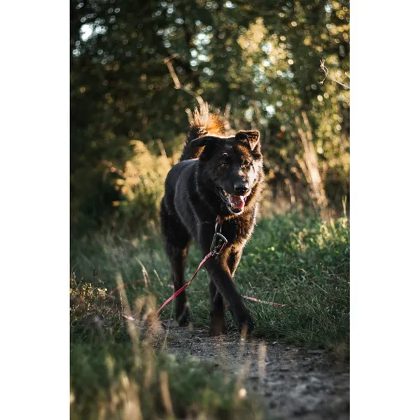 Znaleziono psa, Białystok, 26 sierpnia 2022 (1/5)