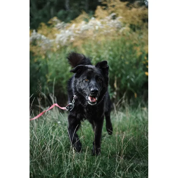 Znaleziono psa, Białystok, 26 sierpnia 2022 (3/5)