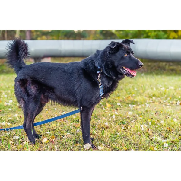 Znaleziono psa, Białystok, 26 sierpnia 2022 (4/5)