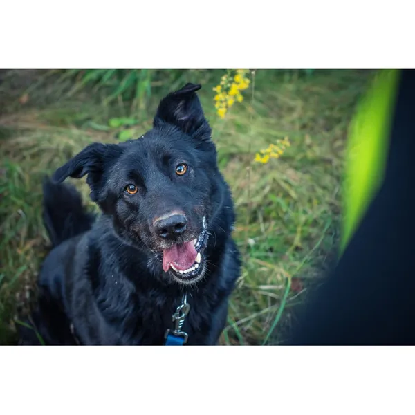 Znaleziono psa, Białystok, 26 sierpnia 2022 (5/5)