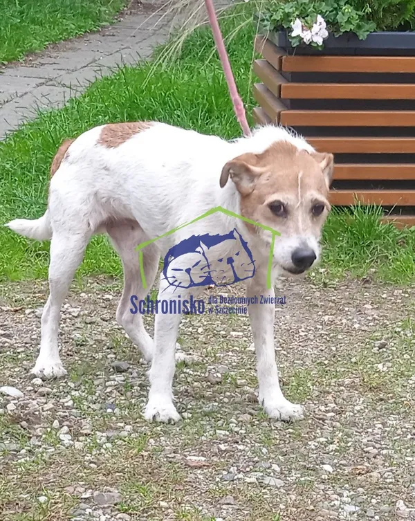 Pies do adopcji, Szczecin, 16 września 2022