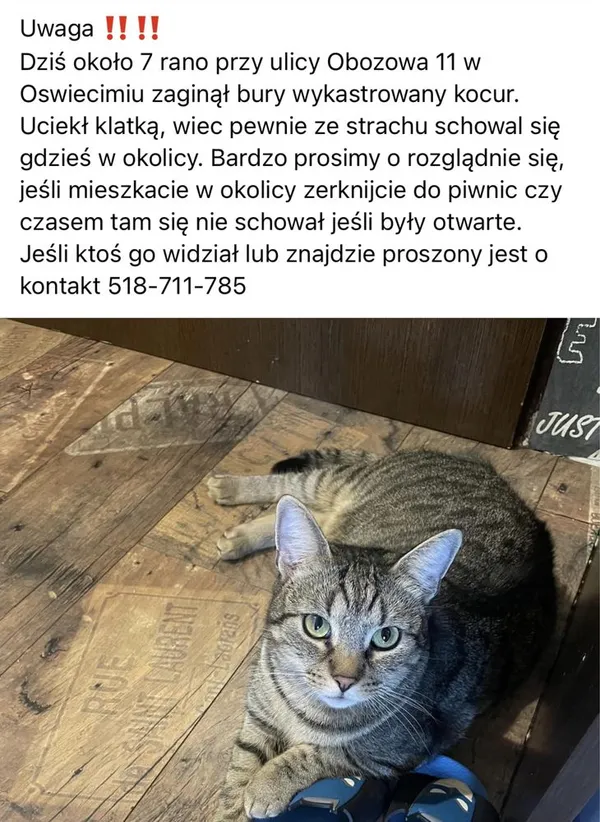 Zaginął kot, Oświęcim, 12 października 2022