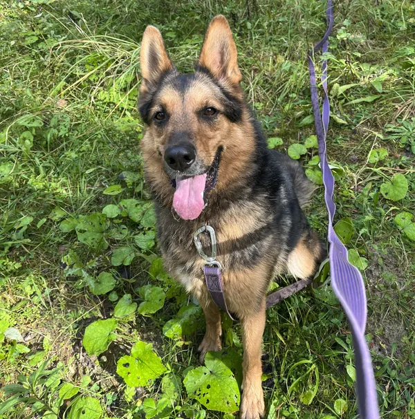 Pies do adopcji, Olsztyn, 25 września 2022 (1/5)