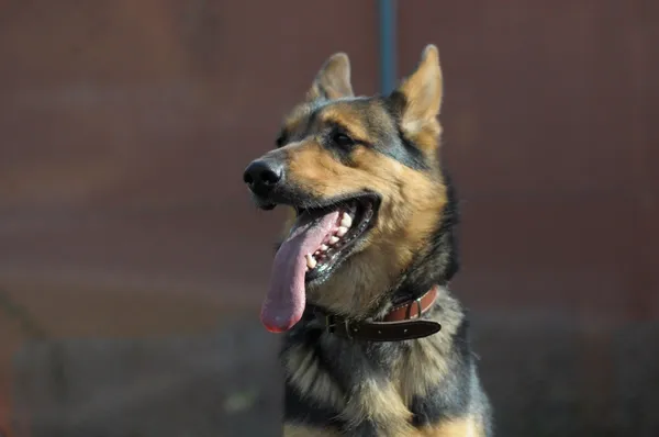 Pies do adopcji, Olsztyn, 25 września 2022 (2/5)