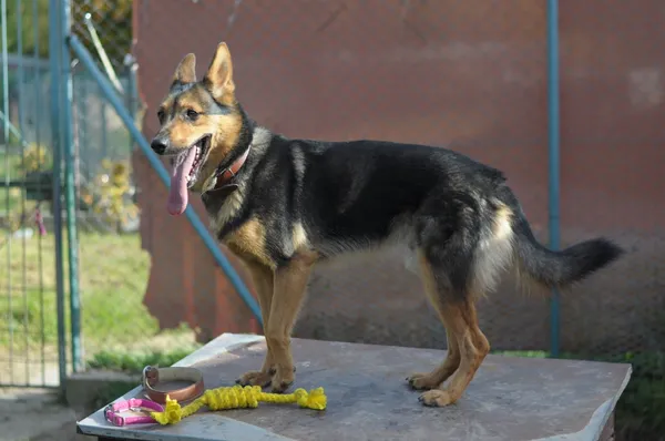 Pies do adopcji, Olsztyn, 25 września 2022 (4/5)