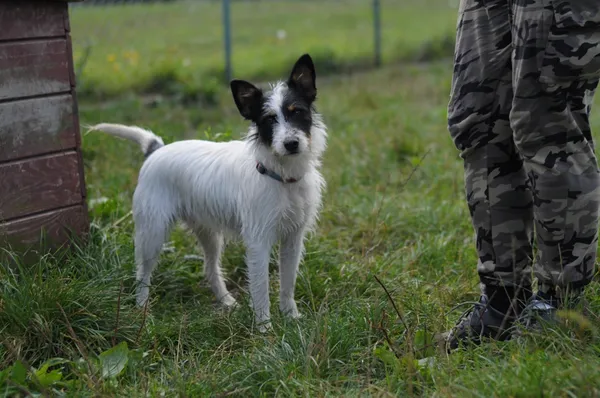 Pies do adopcji, Olsztyn, 6 września 2022 (4/5)