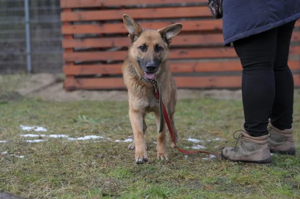 Pies do adopcji, Olsztyn, 3 stycznia 2022 (5/5)