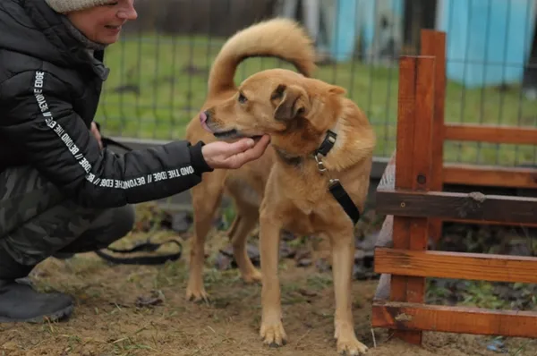 Pies do adopcji, Olsztyn, 8 listopada 2021 (3/4)