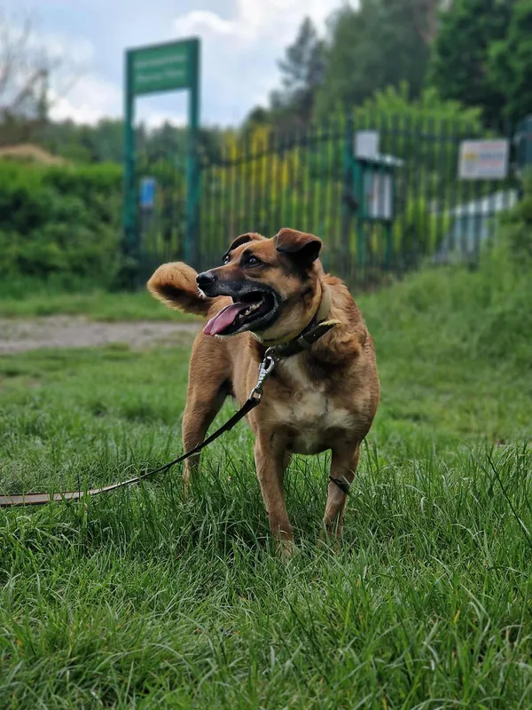 Pies do adopcji, Olsztyn, 13 kwietnia 2021 (1/5)