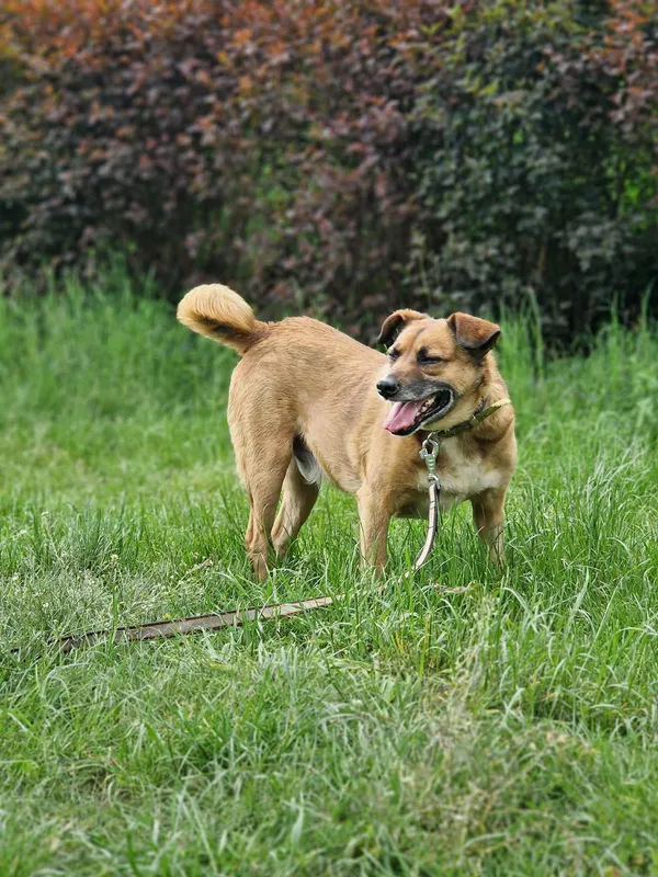 Pies do adopcji, Olsztyn, 13 kwietnia 2021 (2/5)