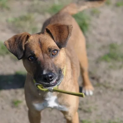 Pies do adopcji, Olsztyn, 13 kwietnia 2021 (3/5)