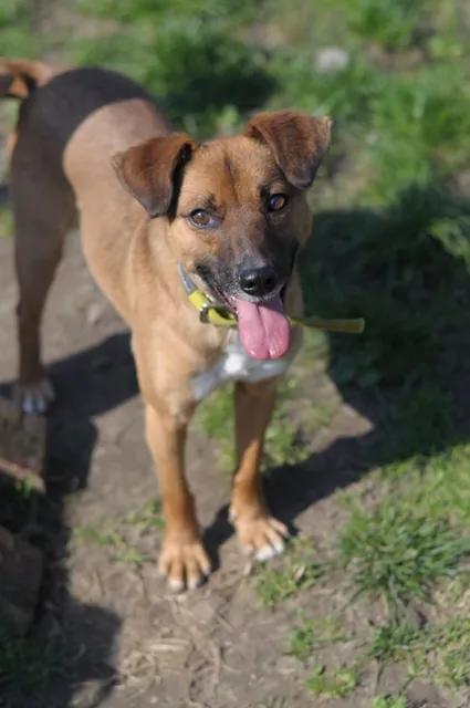 Pies do adopcji, Olsztyn, 13 kwietnia 2021 (4/5)