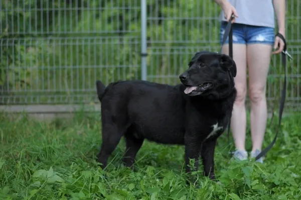 Pies do adopcji, Olsztyn, 5 września 2019 (3/5)