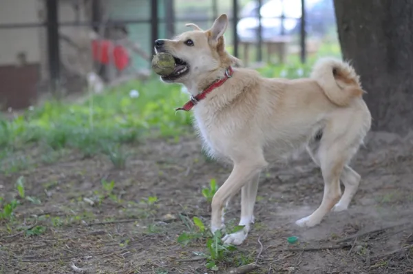 Pies do adopcji, Olsztyn, 31 lipca 2019 (4/4)