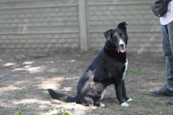 Pies do adopcji, Olsztyn, 3 stycznia 2019 (3/5)
