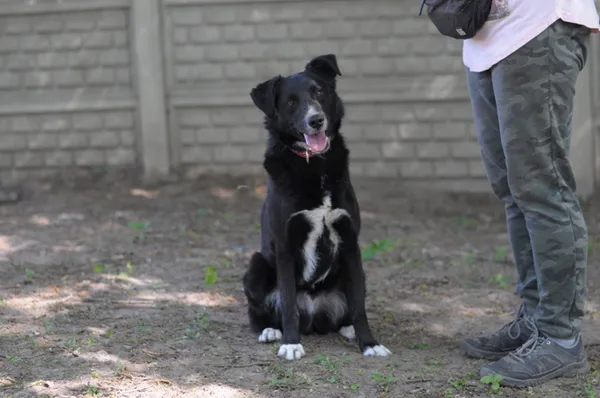 Pies do adopcji, Olsztyn, 3 stycznia 2019 (4/5)