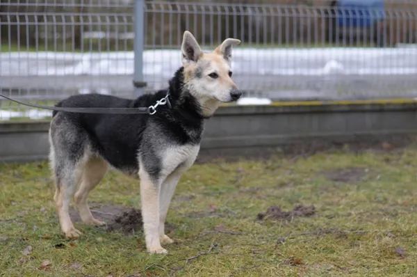 Pies do adopcji, Olsztyn, 31 maja 2016 (2/4)