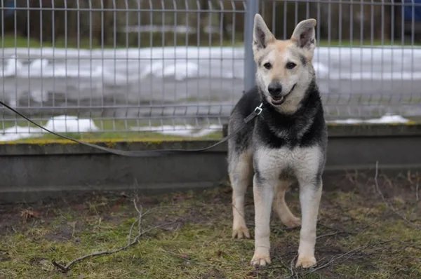 Pies do adopcji, Olsztyn, 31 maja 2016 (4/4)