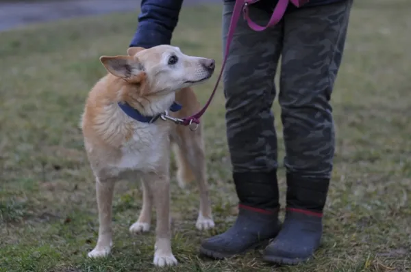 Pies do adopcji, Olsztyn, 26 kwietnia 2014 (3/4)