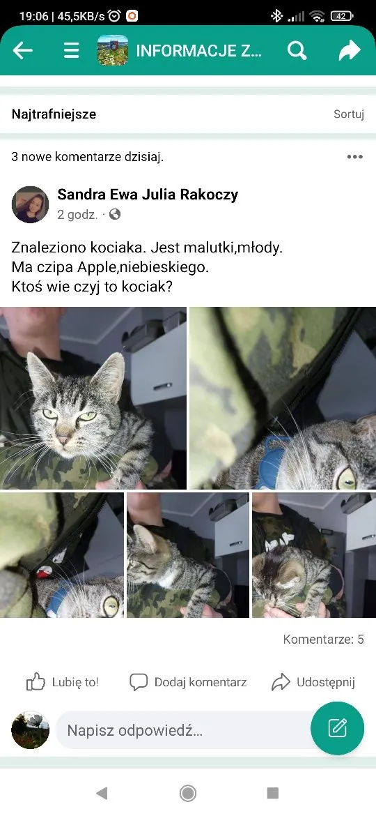 Znaleziono kota, Kolbudy, 15 października 2022