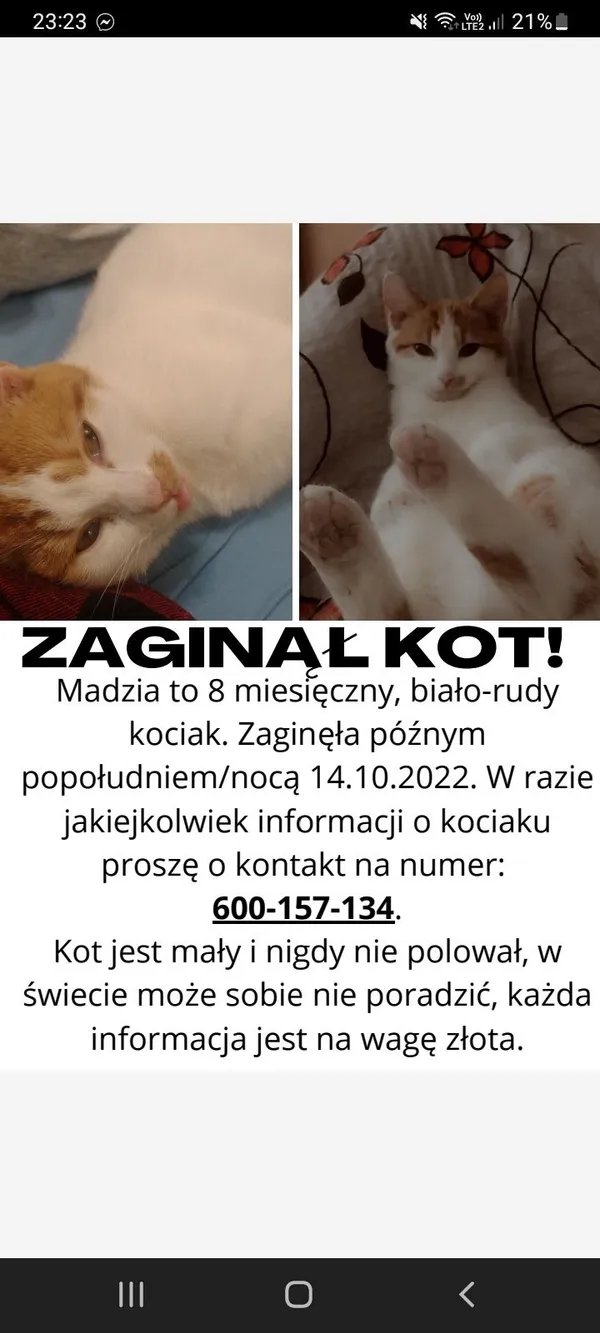 Zaginął kot, Kraków, 15 października 2022
