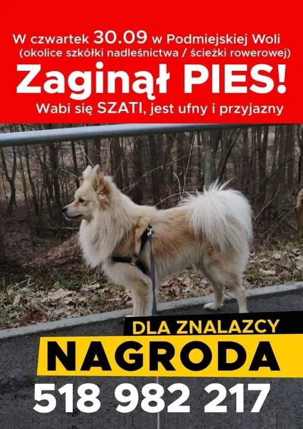 Zaginął pies, Witowice, 23 października 2021 (1/8)